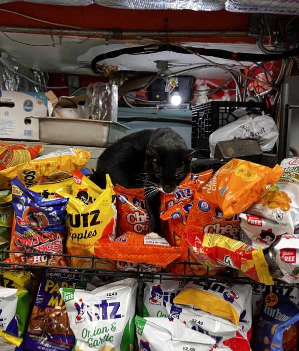 a black bodega cat on a many bags of chips